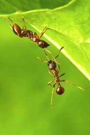 Sposób na mrówki
