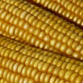 Kukurydza – jedna roślina, wiele zastosowań
