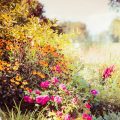 Kwiaty wysiewane jesienią – co trzeba o nich wiedzieć?