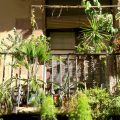 Miejski balkon jak prawdziwy ogród, czyli jak odmienić rzadko wykorzystywaną przestrzeń w miejsce letniego relaksu