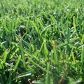 Nawozy do trawy – co musisz o nich wiedzieć?