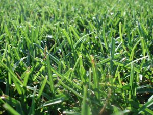 Nawozy do trawy - co musisz o nich wiedzieć? Nawozy do trawy - co musisz o nich wiedzieć