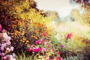 ogród jesienią